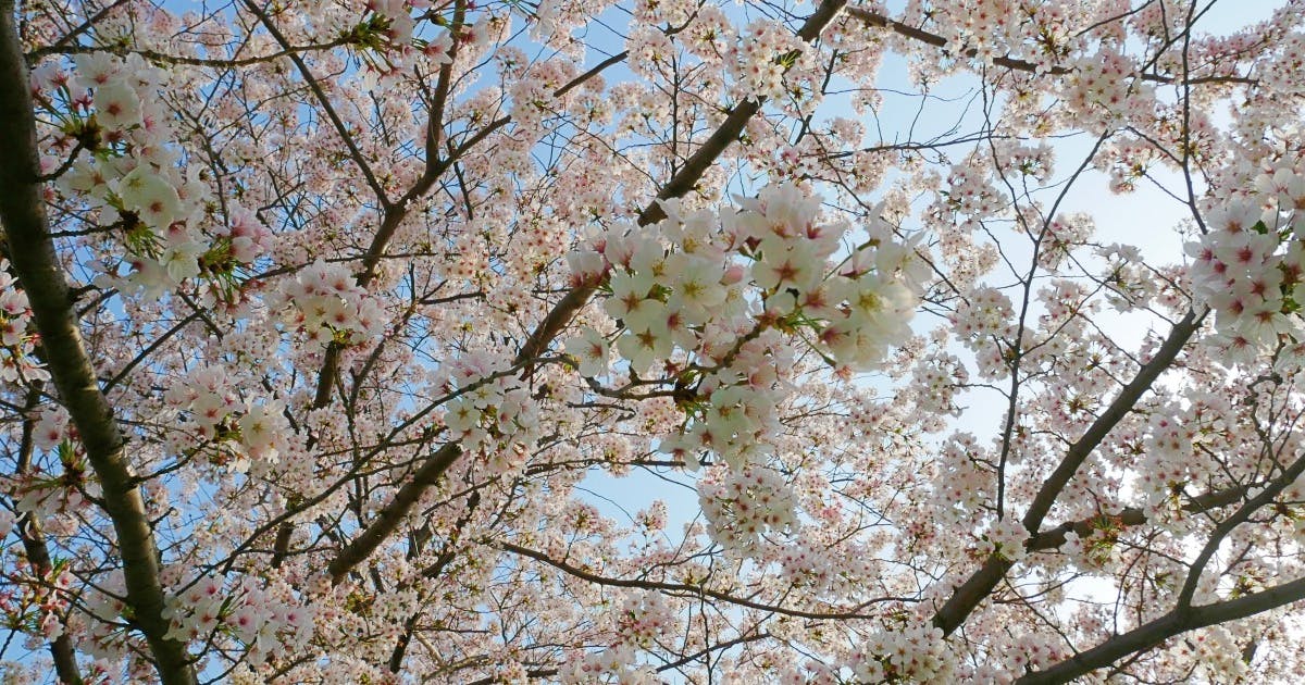 今年もお花見ランチ